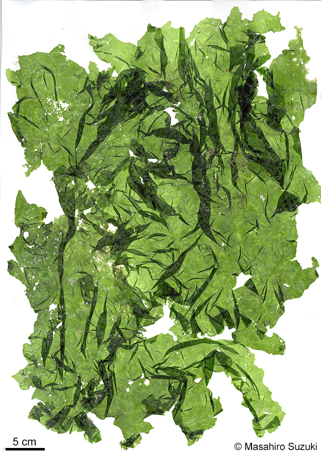 ミナミアオサ Ulva ohnoi